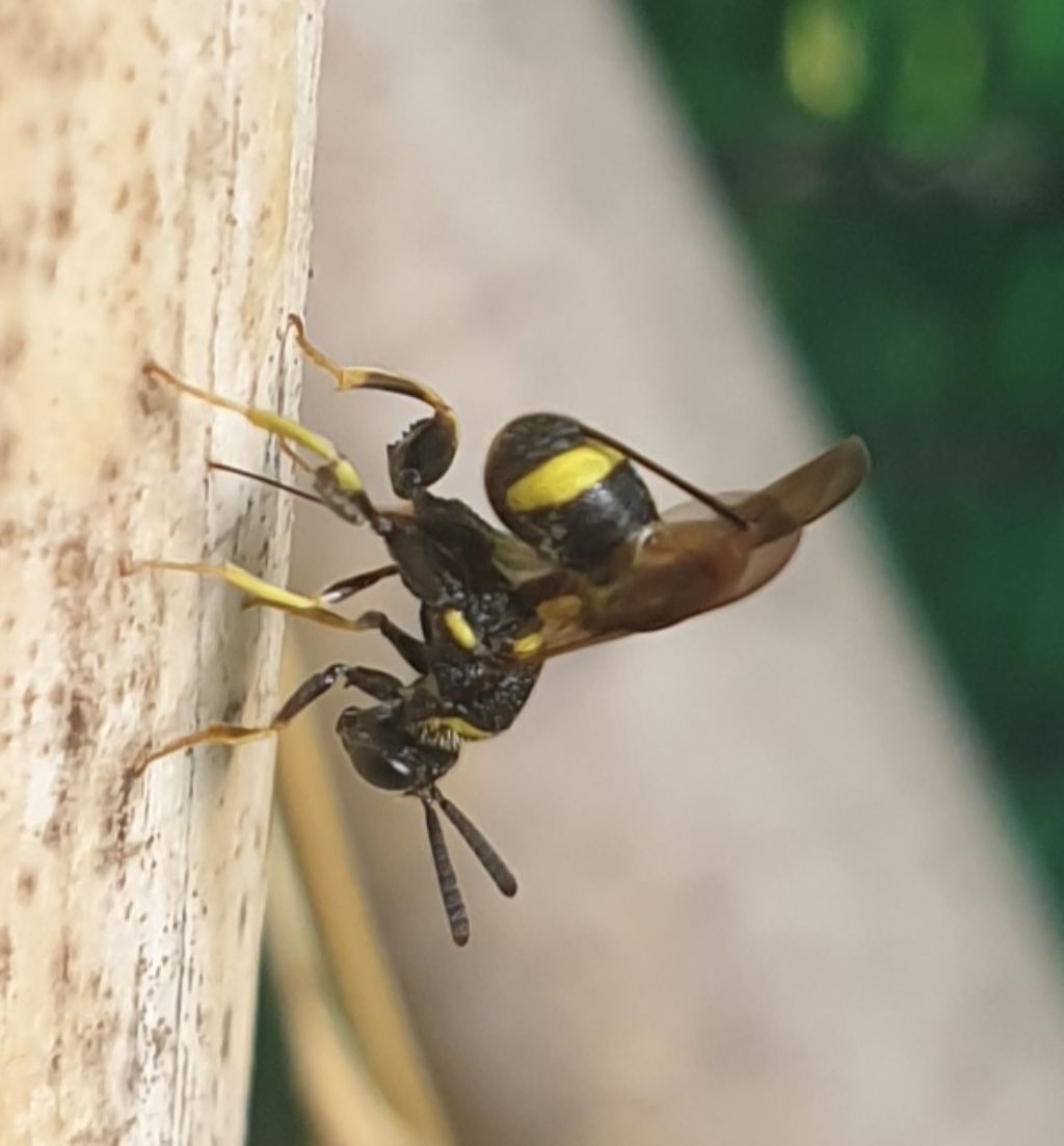 Leucospidae che attenzionano un nido di Isodontia mexicana